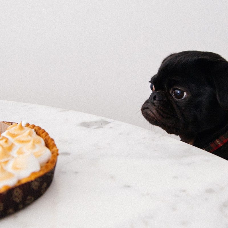 Pug staring at food on the table